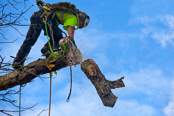 How Our Tree Care Process Works  in  North Edwards, CA